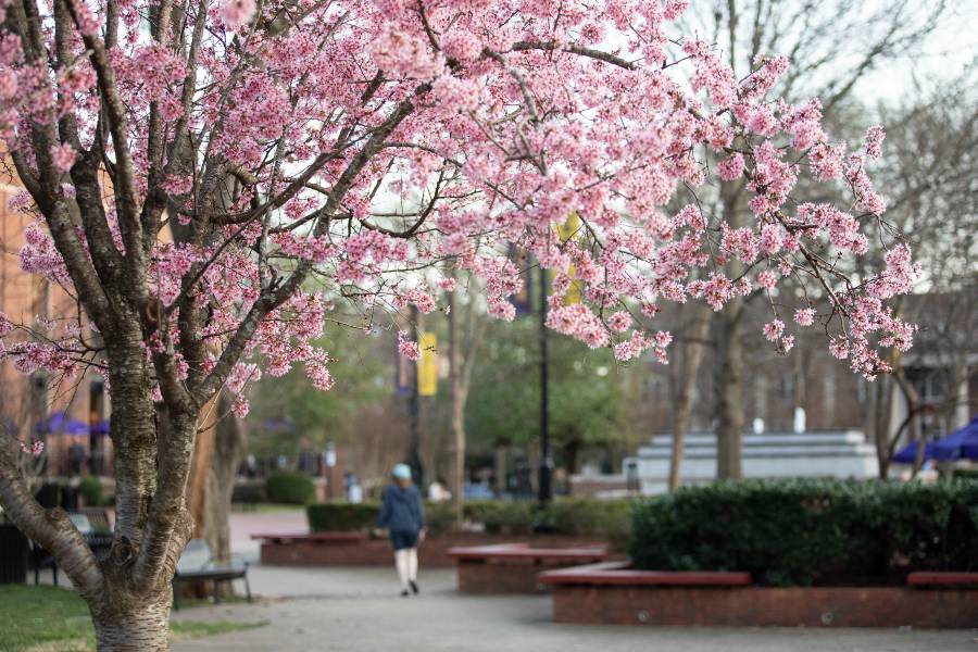 The Lipscomb campus in the spring. 