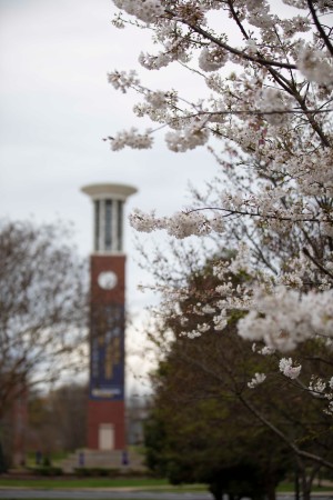 Floral trees blooming in front of Allen Bell Tower