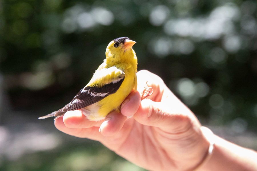 Gold finch being held and looking at the camera