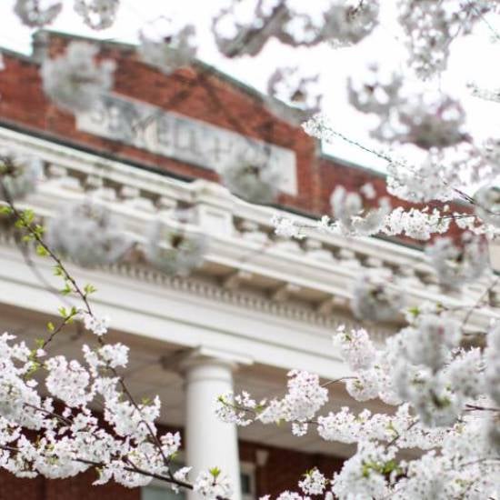 Campus in the spring
