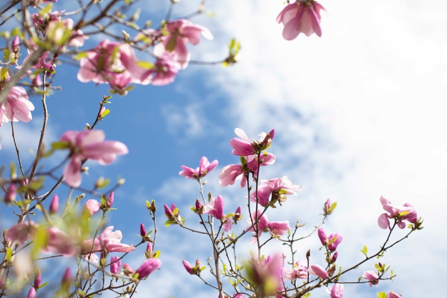 Floral trees blooming on campus