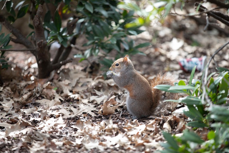 A common site on campus: the Lipscomb squirrels