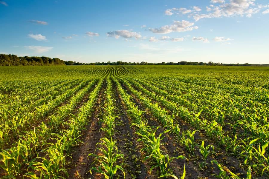 Corn field