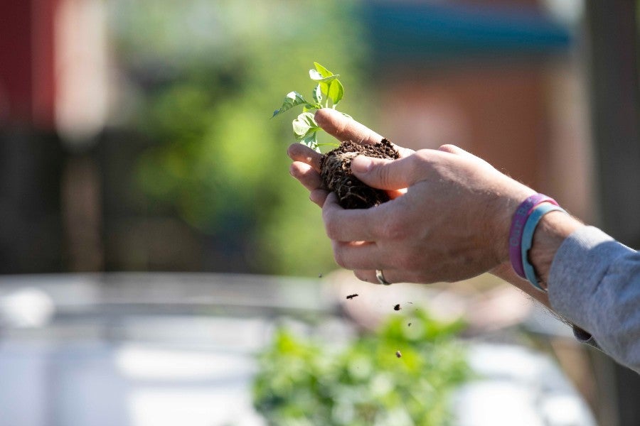 hale holding up a plant from the Madison community garden.