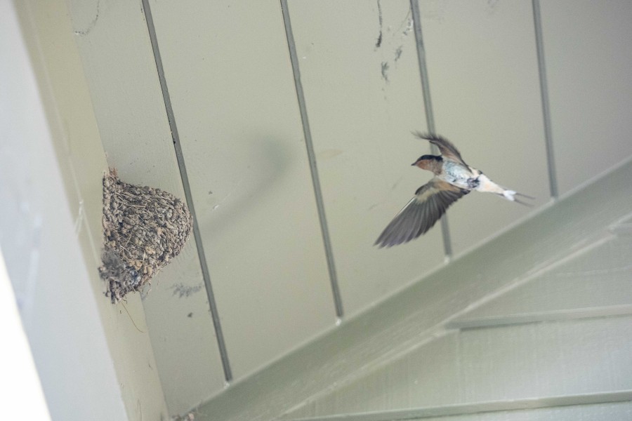 Barn Swallow flying into her nest filled with her baby birds