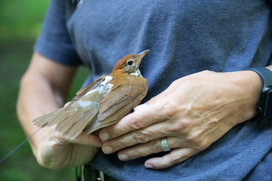 Radio Transmitter on a wood thrush