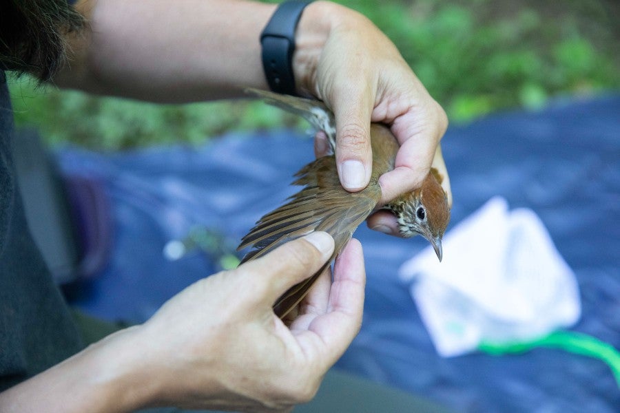 Inspecting the feather on a wood thrush wing