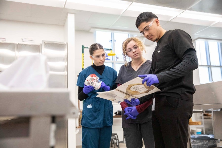 Students with a skull replica in anatomy lab
