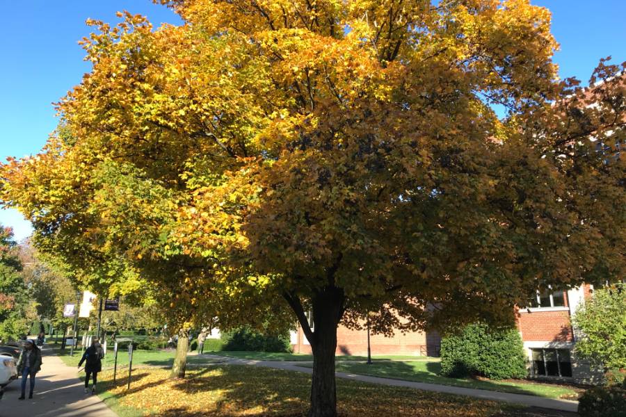Photo of fall colors on Lipscomb campus