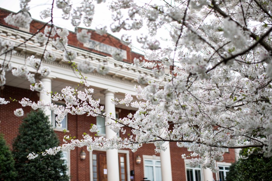 Floral trees blooming in front of Sewell Hall