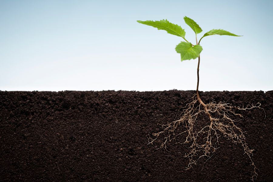 roots of plant into dirt