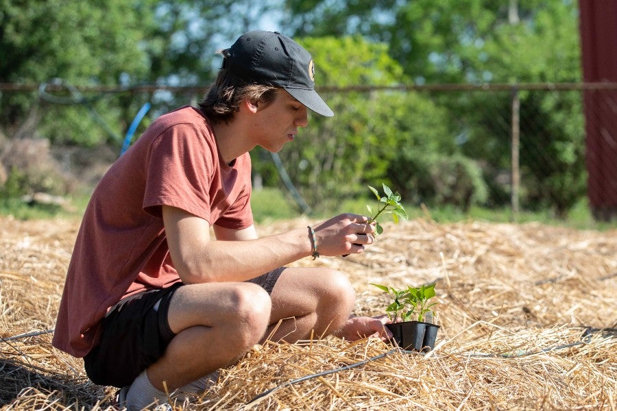 Lipscomb student working with a plant in the garden