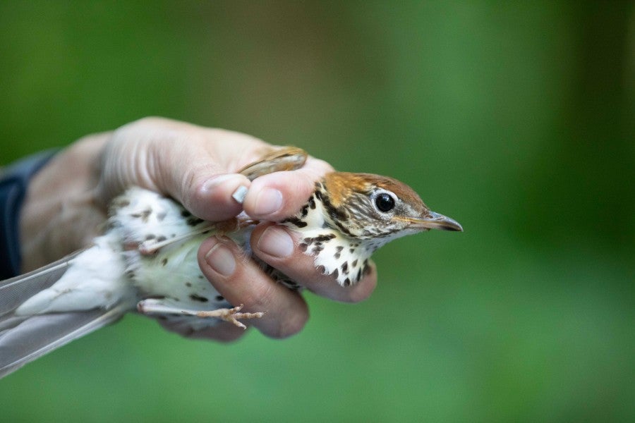 A handing holding a wood thrush and the metal band for tracking