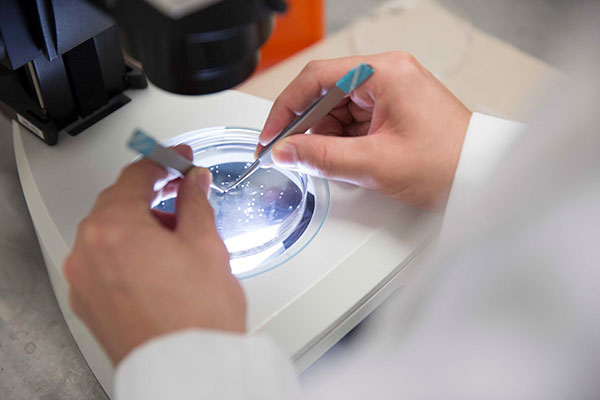A student uses tweezers to inspect a specimen in a petri dish