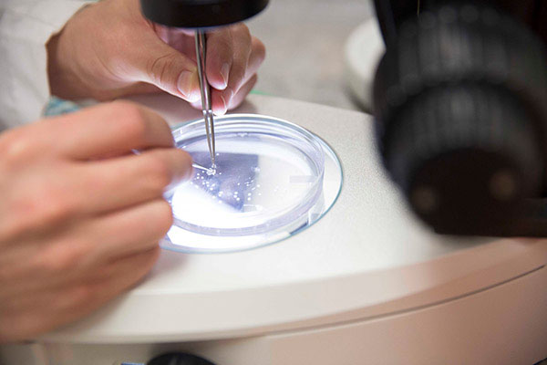 Someone uses two sets of tweezers to inspect a specimen in a petri dish