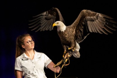 Eagle with its handler