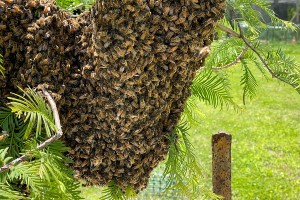 Humes' Bees Swarming