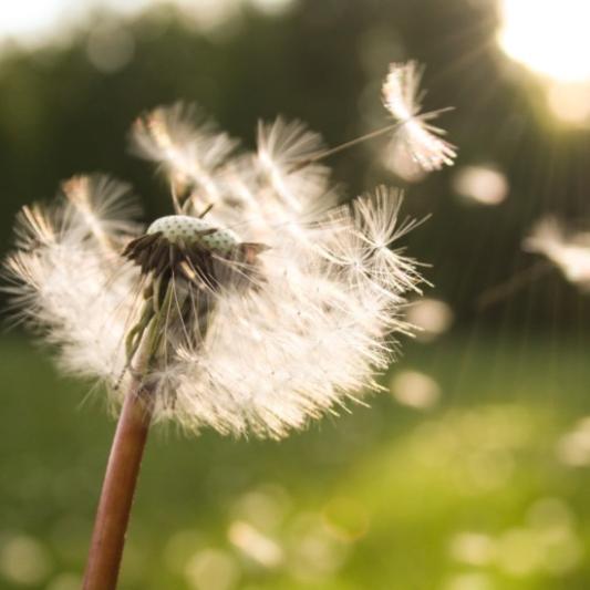 Dandelion blowing in the wind