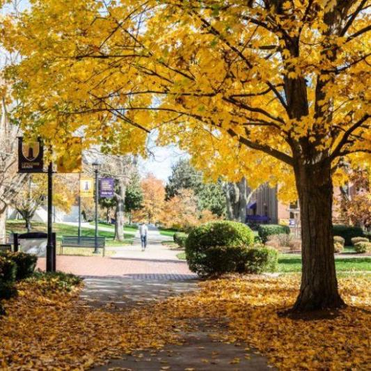 Autumn trees on Lipscomb's Campus