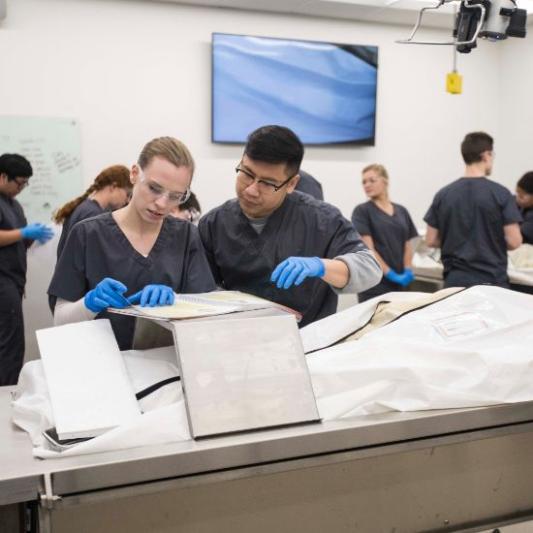 Two students working together in an anatomy lab