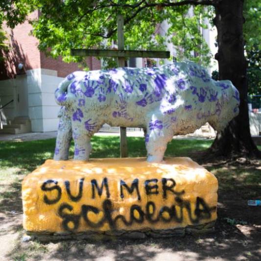 Summer Scholars bison